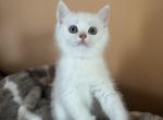 Simba - Scottish Straight Kitten For Sale - 
