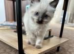 Polar Bear - Domestic Kitten For Sale - Kent&comma; WA&comma; US