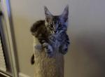 Light Tabby Male Maine Coon - Maine Coon Kitten For Sale - Chapel Hill&comma; NC&comma; US