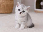 British Shorthair Kittens  Girls Ready to go home - British Shorthair Cat For Sale - Lockport&comma; IL&comma; US