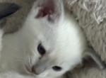 Lilac male Siamese - Siamese Kitten For Sale - Youngstown&comma; OH&comma; US