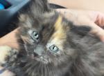 Angel - Maine Coon Kitten For Sale - GR&comma; MI&comma; US
