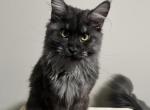 Stella - Maine Coon Kitten For Sale - Dublin&comma; GA&comma; US
