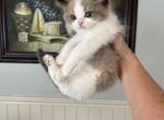 Princess chocolate - Ragdoll Kitten For Sale - San Diego&comma; CA&comma; US
