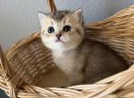 Scottish Straight Female Golden Chinchil - Scottish Straight Kitten For Sale - Orlando&comma; FL&comma; US