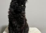 Nyx - Maine Coon Kitten For Sale - Dublin&comma; GA&comma; US