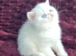 BLUE EYED WHITE EXOTIC SHORTHAIR BABY BOY CFA REG - Exotic Kitten For Sale - Tarentum&comma; PA&comma; US