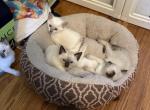 Chocolate male - Siamese Kitten For Sale - Youngstown&comma; OH&comma; US