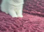 CFA REG COPPER EYED WHITE EXOTIC SHORTHAIR  GIRL - Exotic Kitten For Sale - Tarentum&comma; PA&comma; US