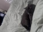 Ashton - Domestic Kitten For Adoption - High Point&comma; NC&comma; US