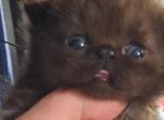 Tica exotics - Exotic Kitten For Sale - Woodburn&comma; IN&comma; US