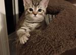 Cleo - Highlander Kitten For Sale - 