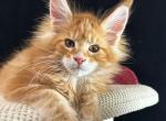 Red male - Maine Coon Kitten For Sale - Hollywood&comma; FL&comma; US
