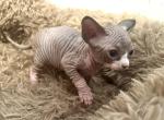 Dobby and Poppy's babies - Sphynx Kitten For Sale - Bolivar&comma; MO&comma; US