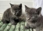 Bluey - Russian Blue Kitten For Sale - West Covina&comma; CA&comma; US