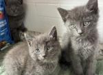 Bi bi - Russian Blue Kitten For Sale - West Covina&comma; CA&comma; US