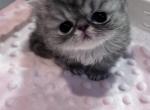 Chloes - Persian Kitten For Sale - Stilwell&comma; OK&comma; US