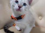Beautiful Siamese kitten - Siamese Kitten For Sale - Dearborn Heights&comma; MI&comma; US