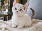 Munchkin kitten - Munchkin Kitten For Sale - Lockport&comma; IL&comma; US