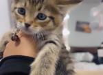 Beautiful kittens - American Shorthair Kitten For Sale - Dearborn Heights&comma; MI&comma; US