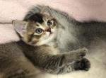 Dark Golden Shaded - Scottish Straight Kitten For Sale - Battle Ground&comma; WA&comma; US