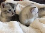 Silver Shaded - Scottish Straight Kitten For Sale - 