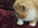 RED CLASSIC TABBY & WHITE EXOTIC SHORT HAIR BOY - Exotic Kitten For Sale - Tarentum&comma; PA&comma; US