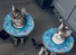Socks - Domestic Kitten For Adoption - Maspeth&comma; NY&comma; US