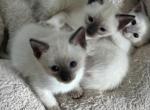 Seal point males - Siamese Kitten For Sale - Youngstown&comma; OH&comma; US