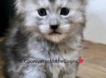 Iris - Maine Coon Kitten For Sale - 