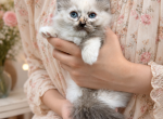 Seal Mink Mitted Tortie Female - Ragdoll Kitten For Sale - Hershey&comma; PA&comma; US