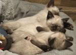 Chocolate point siamese kittens - Siamese Kitten For Sale - Alafaya&comma; FL&comma; US