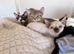 Gigi - Devon Rex Kitten For Sale - Las Cruces&comma; NM&comma; US