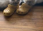 Rambo ready now - Himalayan Kitten For Sale - Charlotte&comma; NC&comma; US