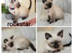 Rockstar - Siamese Kitten For Sale - Barnett&comma; MO&comma; US