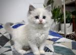 Marjorie - Ragdoll Kitten For Sale - Tuscaloosa&comma; AL&comma; US