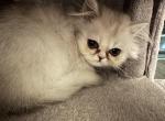 Gizmo Bella - Persian Kitten For Sale - Kirkland&comma; WA&comma; US
