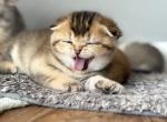 Lucy - Scottish Fold Kitten For Sale - Rahway&comma; NJ&comma; US