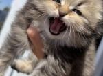 Kats - Scottish Fold Kitten For Sale - Sacramento&comma; CA&comma; US