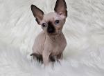 Valerian - Sphynx Kitten For Sale - Mundelein&comma; IL&comma; US