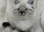 Cutest - Ragdoll Kitten For Sale - Battle Ground&comma; WA&comma; US