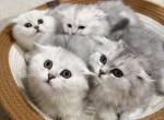 Dot  MinnieDot  Zibra  Kiki - Scottish Fold Kitten For Sale - 