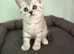 Mary - Scottish Straight Kitten For Sale - 