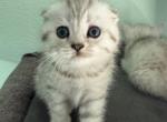 Rosie - Scottish Fold Kitten For Sale - 