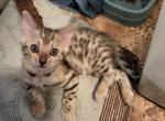Female Silver Bengal - Bengal Kitten For Sale - Bedford&comma; PA&comma; US
