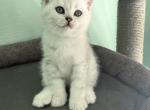 Albus - Scottish Straight Kitten For Sale - Roseville&comma; CA&comma; US