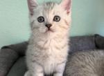 Felix - Scottish Straight Kitten For Sale - Roseville&comma; CA&comma; US