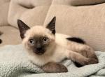 Naomi - Siamese Kitten For Sale - 