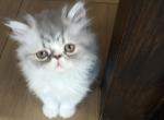 Gray male Persian - Persian Kitten For Sale - Las Vegas&comma; NV&comma; US