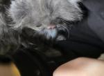 Zee - Persian Kitten For Sale - 